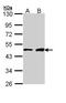 GATA Binding Protein 1 antibody, LS-C109498, Lifespan Biosciences, Western Blot image 