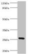 Interleukin 27 antibody, orb352880, Biorbyt, Western Blot image 