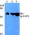 SHC Adaptor Protein 1 antibody, PA5-36727, Invitrogen Antibodies, Western Blot image 