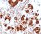 Proopiomelanocortin antibody, V7221-100UG, NSJ Bioreagents, Immunohistochemistry paraffin image 