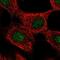 GLI Family Zinc Finger 4 antibody, PA5-54703, Invitrogen Antibodies, Immunofluorescence image 