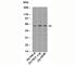 Kruppel Like Factor 4 antibody, N1004-100UG, NSJ Bioreagents, Western Blot image 