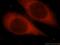 Sepiapterin Reductase antibody, 16822-1-AP, Proteintech Group, Immunofluorescence image 