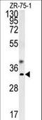 GTP cyclohydrolase I antibody, LS-C166411, Lifespan Biosciences, Western Blot image 