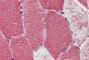 POLG antibody, NBP1-52300, Novus Biologicals, Immunohistochemistry frozen image 