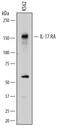 Interleukin 17 Receptor A antibody, AF177, R&D Systems, Western Blot image 