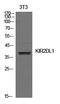 Killer Cell Immunoglobulin Like Receptor, Two Ig Domains And Long Cytoplasmic Tail 1 antibody, A02724, Boster Biological Technology, Western Blot image 