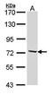 Dynein Cytoplasmic 1 Intermediate Chain 2 antibody, orb69955, Biorbyt, Western Blot image 