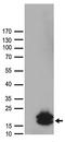 OX antibody, LS-C796606, Lifespan Biosciences, Western Blot image 