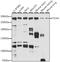 Trichohyalin antibody, A15731, ABclonal Technology, Western Blot image 