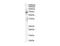 PARP2 antibody, IQ547, Immuquest, Western Blot image 