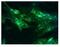 Varicella Zoster Virus antibody, MA1-90605, Invitrogen Antibodies, Immunofluorescence image 
