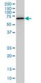 Oxidative Stress Responsive Kinase 1 antibody, H00009943-M19, Novus Biologicals, Western Blot image 