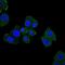BCL2 Associated Athanogene 3 antibody, orb319054, Biorbyt, Immunofluorescence image 
