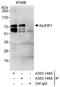 Nuclear FMR1 Interacting Protein 1 antibody, A303-149A, Bethyl Labs, Immunoprecipitation image 