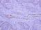 Brain Enriched Guanylate Kinase Associated antibody, NBP2-15561, Novus Biologicals, Immunohistochemistry frozen image 