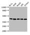 DNA Polymerase Delta Interacting Protein 3 antibody, CSB-PA871610LA01HU, Cusabio, Western Blot image 