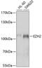 Enhancer Of Zeste 2 Polycomb Repressive Complex 2 Subunit antibody, 19-829, ProSci, Western Blot image 