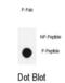 LIM Domain Kinase 1 antibody, abx032100, Abbexa, Dot Blot image 