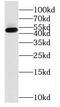 Nudix Hydrolase 12 antibody, FNab05900, FineTest, Western Blot image 