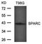SPARC antibody, orb69606, Biorbyt, Western Blot image 