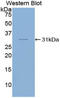 SMAD Family Member 6 antibody, LS-C295426, Lifespan Biosciences, Western Blot image 