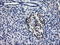 Phosphodiesterase 4B antibody, LS-C173253, Lifespan Biosciences, Immunohistochemistry frozen image 