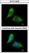 BCL2 Interacting Protein 3 Like antibody, GTX111876, GeneTex, Immunocytochemistry image 