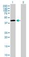 Single Stranded DNA Binding Protein 2 antibody, H00023635-B01P, Novus Biologicals, Western Blot image 