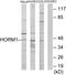 HORMA Domain Containing 1 antibody, PA5-38722, Invitrogen Antibodies, Western Blot image 