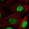 High Mobility Group Box 2 antibody, PA5-62773, Invitrogen Antibodies, Immunofluorescence image 