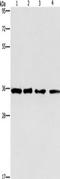 Inhibin Subunit Beta C antibody, TA349356, Origene, Western Blot image 
