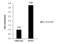 Minichromosome Maintenance Complex Component 7 antibody, PA5-22104, Invitrogen Antibodies, Chromatin Immunoprecipitation image 