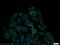 C-Terminal Src Kinase antibody, 17720-1-AP, Proteintech Group, Immunofluorescence image 