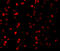 Regulatory Associated Protein Of MTOR Complex 1 antibody, 3493, ProSci, Immunofluorescence image 