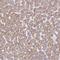 TRNA-YW Synthesizing Protein 5 antibody, NBP1-94109, Novus Biologicals, Immunohistochemistry frozen image 
