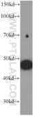 Myogenic Differentiation 1 antibody, 66214-1-Ig, Proteintech Group, Western Blot image 