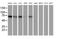 Transferrin Receptor 2 antibody, MA5-25932, Invitrogen Antibodies, Western Blot image 