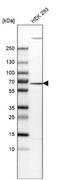 Enhancer Of MRNA Decapping 3 antibody, NBP2-57115, Novus Biologicals, Western Blot image 