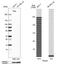 Tripartite Motif Containing 37 antibody, NBP1-92529, Novus Biologicals, Western Blot image 