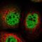 TOX High Mobility Group Box Family Member 4 antibody, NBP1-88433, Novus Biologicals, Immunofluorescence image 