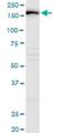 IQ Motif Containing GTPase Activating Protein 3 antibody, H00128239-B01P, Novus Biologicals, Western Blot image 