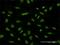 Far Upstream Element Binding Protein 1 antibody, H00008880-M02, Novus Biologicals, Immunofluorescence image 