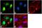 Poly(ADP-Ribose) Polymerase 1 antibody, 436400, Invitrogen Antibodies, Immunofluorescence image 