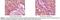 Glycogen Synthase Kinase 3 Alpha antibody, LS-C47185, Lifespan Biosciences, Immunohistochemistry frozen image 