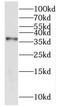 KH Domain Containing 1 antibody, FNab04521, FineTest, Western Blot image 