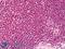 Protein Phosphatase 2 Scaffold Subunit Abeta antibody, LS-B6593, Lifespan Biosciences, Immunohistochemistry frozen image 