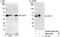 Cell Division Cycle 37 antibody, NBP1-70346, Novus Biologicals, Western Blot image 