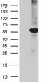 Peroxisome Proliferator Activated Receptor Delta antibody, MA5-27427, Invitrogen Antibodies, Western Blot image 