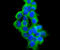 VAMP1 antibody, A05982-2, Boster Biological Technology, Immunocytochemistry image 